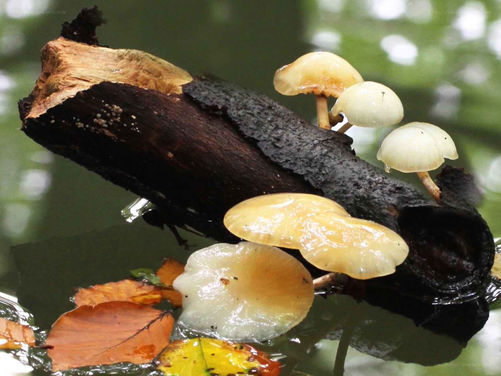 Mushrooms on a decaying log
