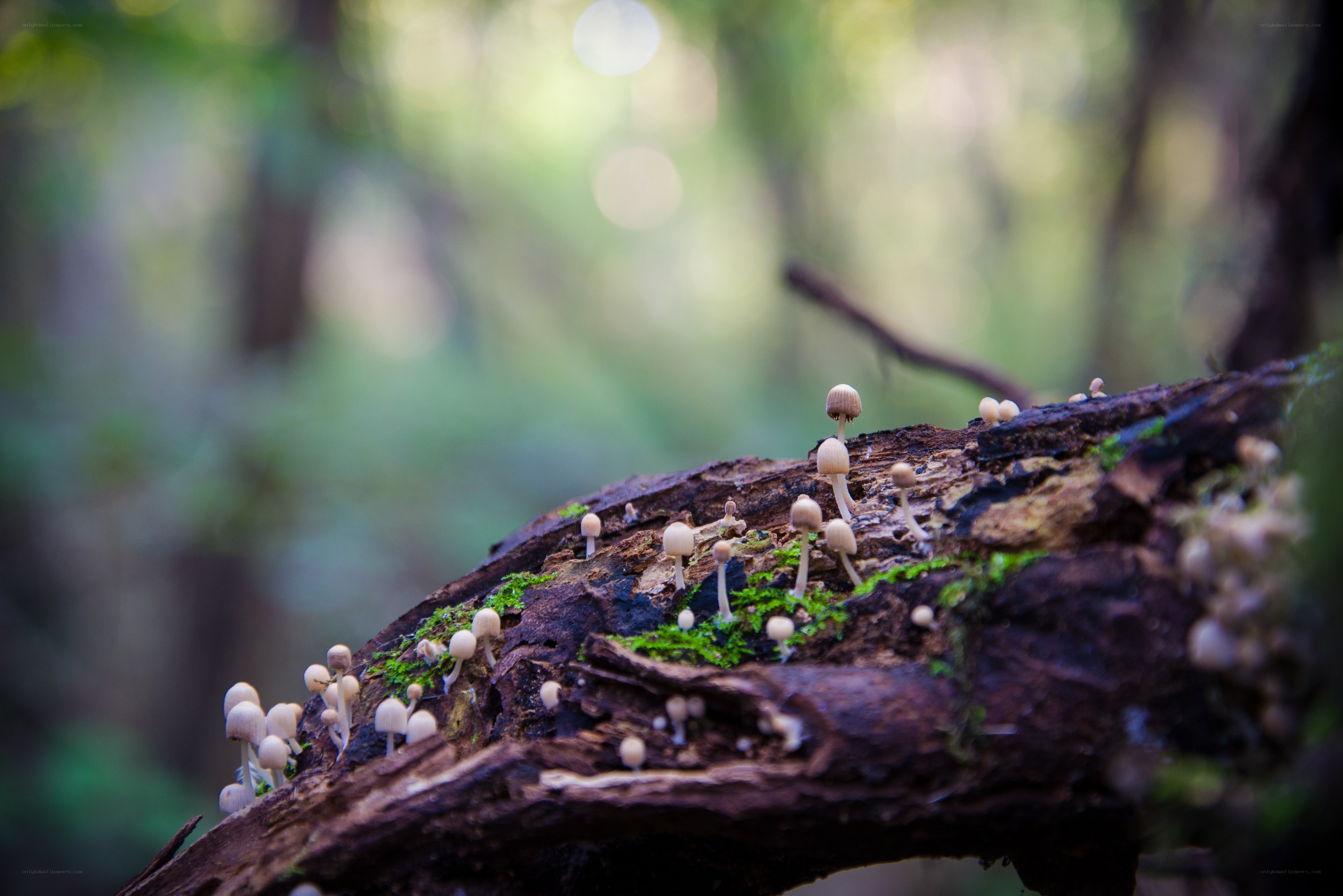 Mushrooms on a decaying log