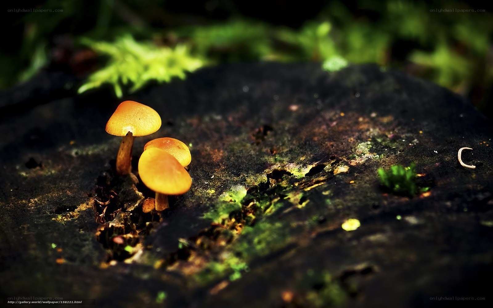 Mushrooms on a decaying log