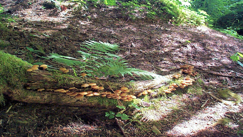 Mushrooms on a fallen log