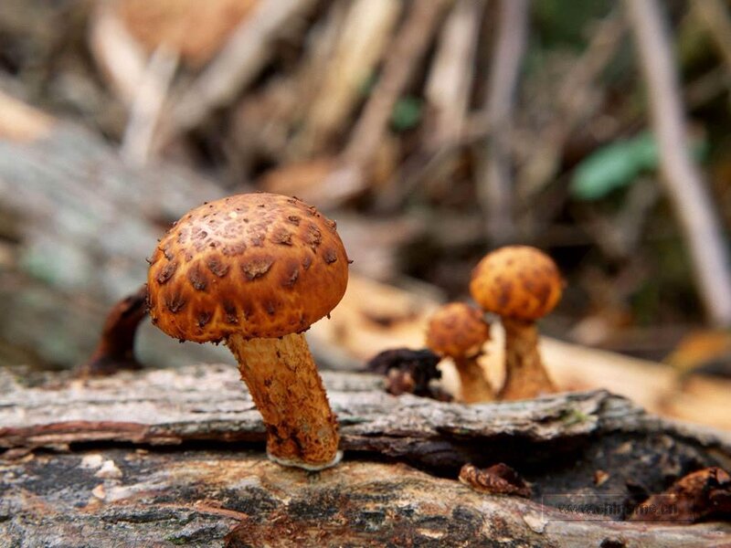 mushrooms on a log