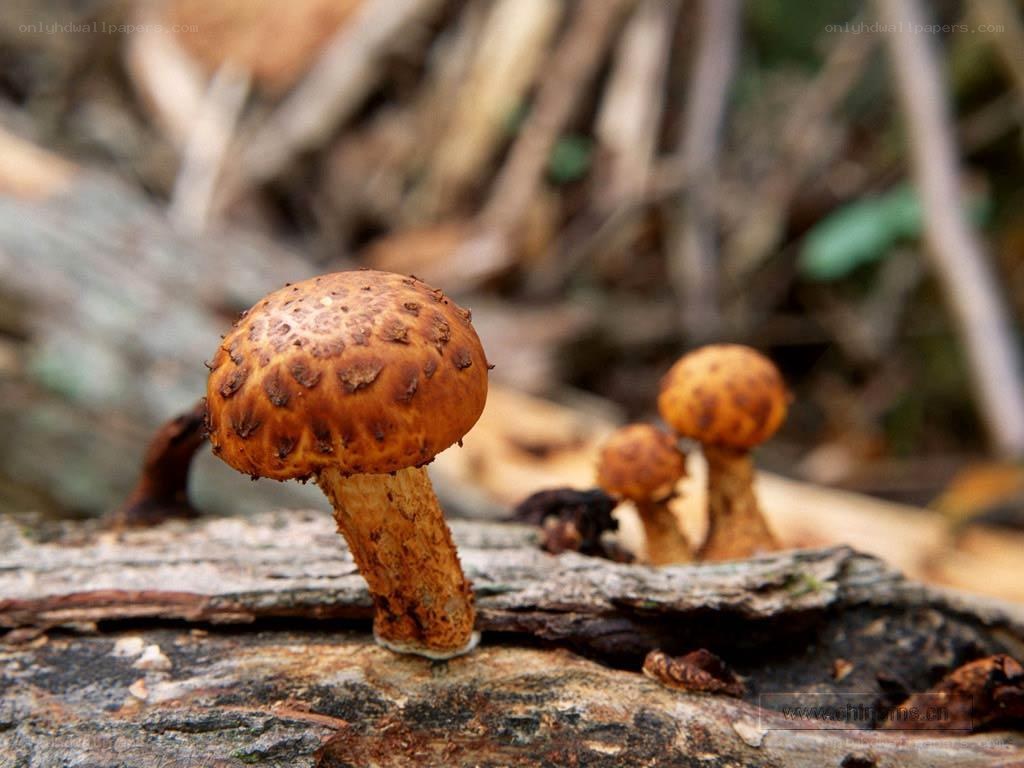 mushrooms on a log