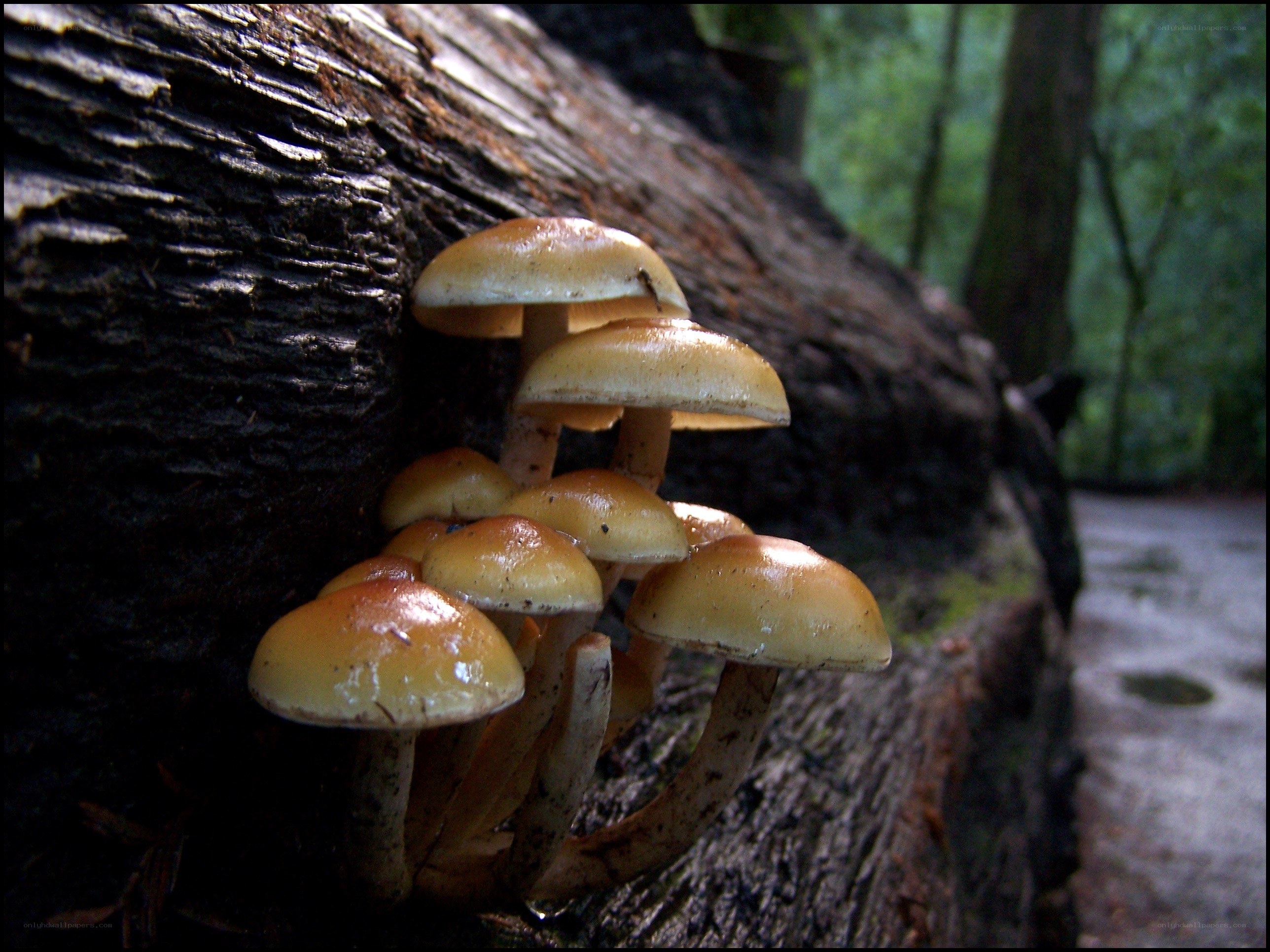 Mushrooms on a log