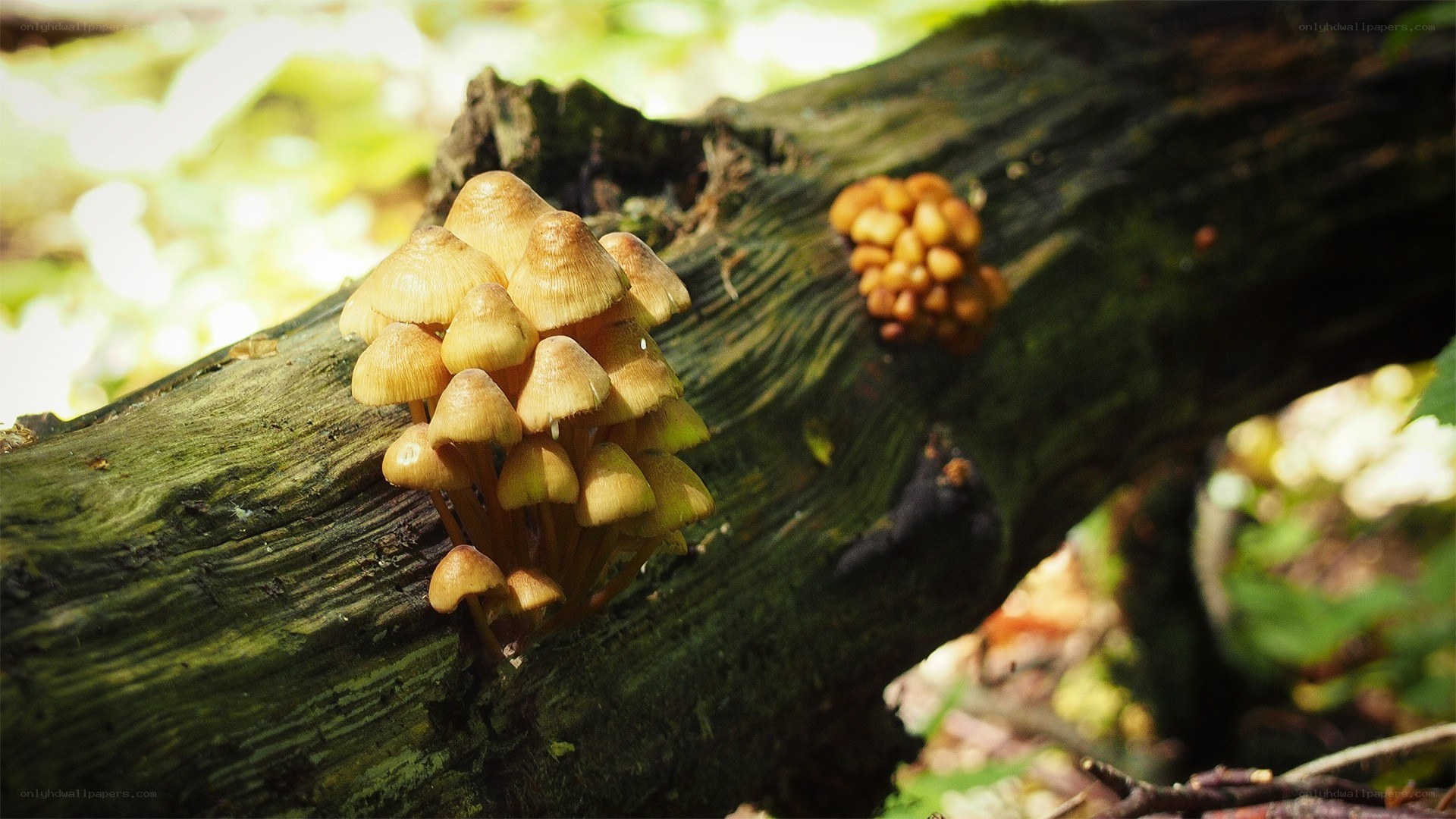 Mushrooms on a log