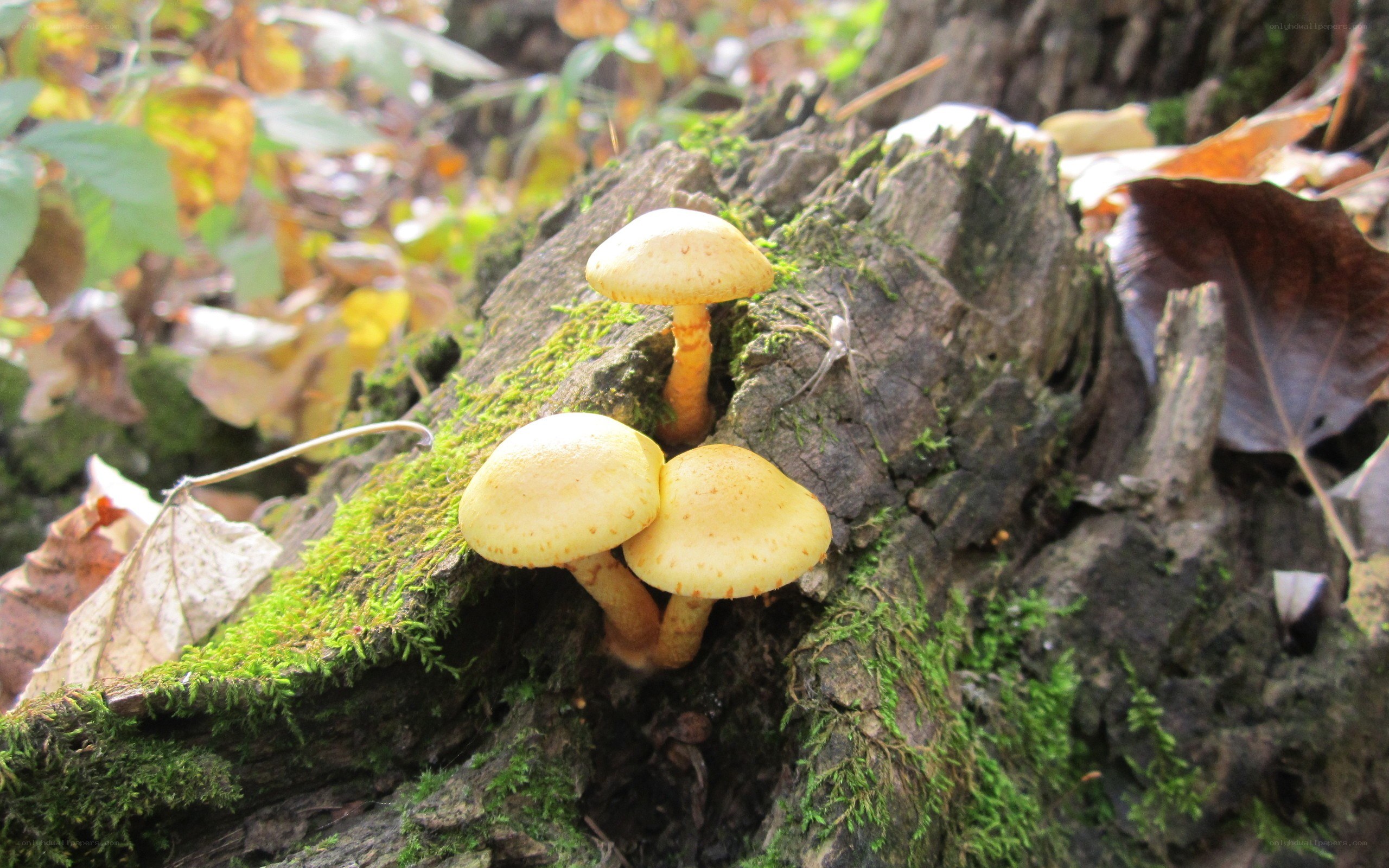 Mushrooms on a mossy log