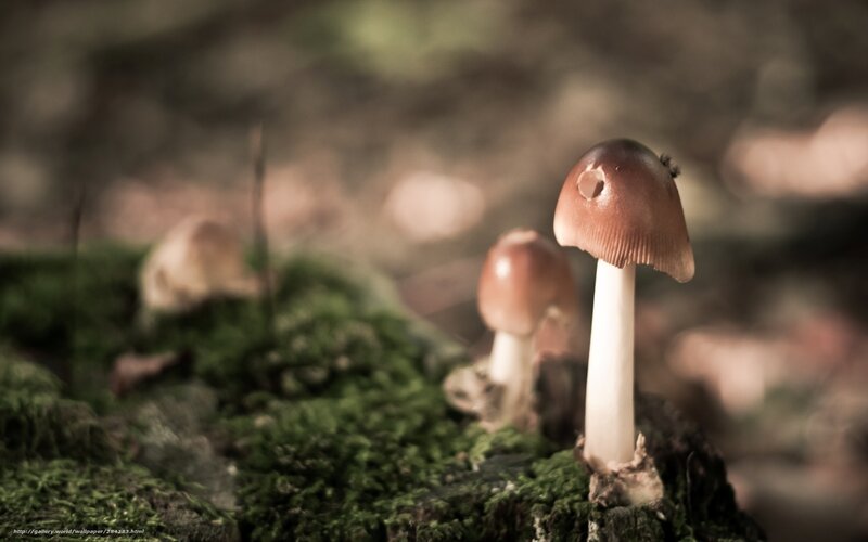 Mushrooms on a mossy log