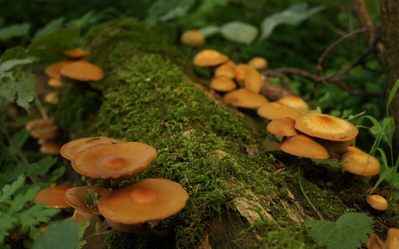Mushrooms on a mossy log