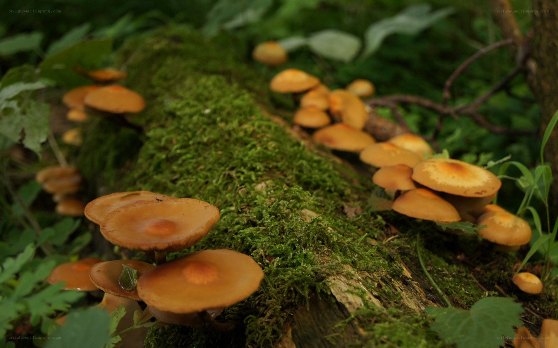 Mushrooms on a mossy log