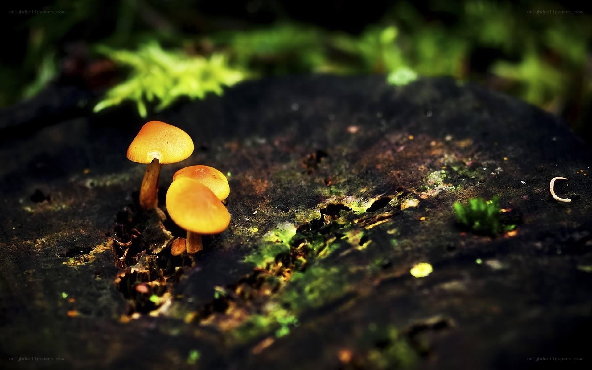 Mushrooms on a mossy log