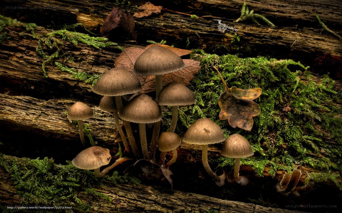 Mushrooms on a mossy log