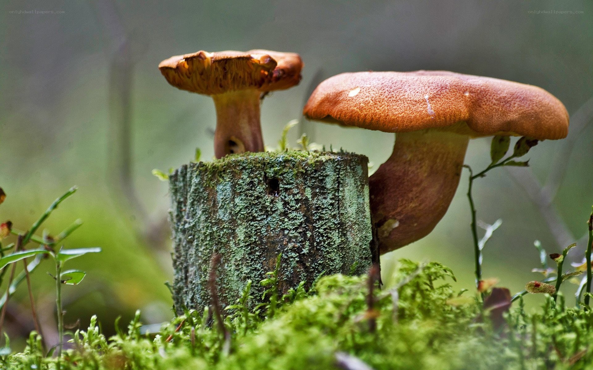 Mushrooms on a mossy stump