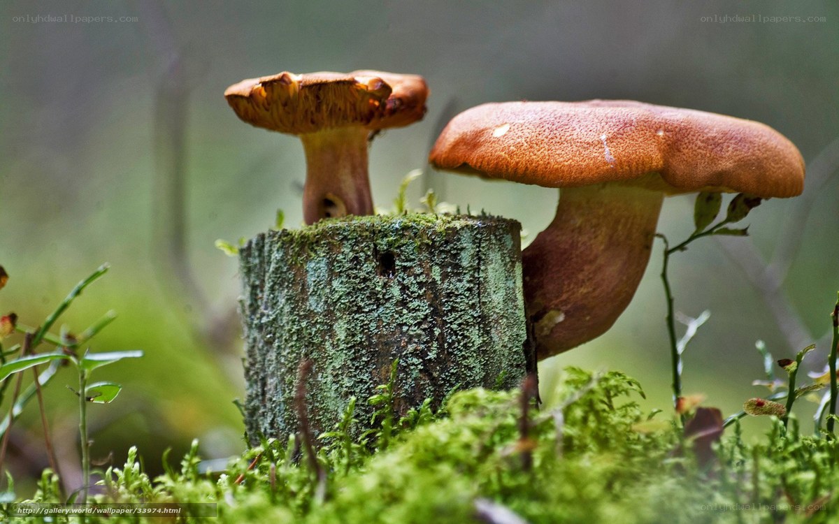 Mushrooms on a mossy stump