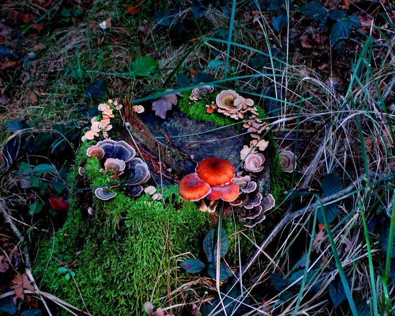 Mushrooms on a Stump