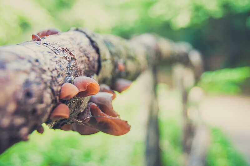 mushrooms on a tree branch