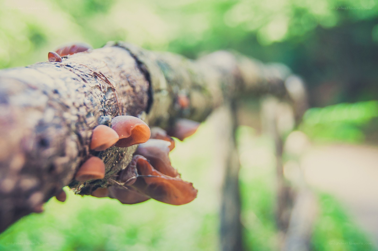 mushrooms on a tree branch