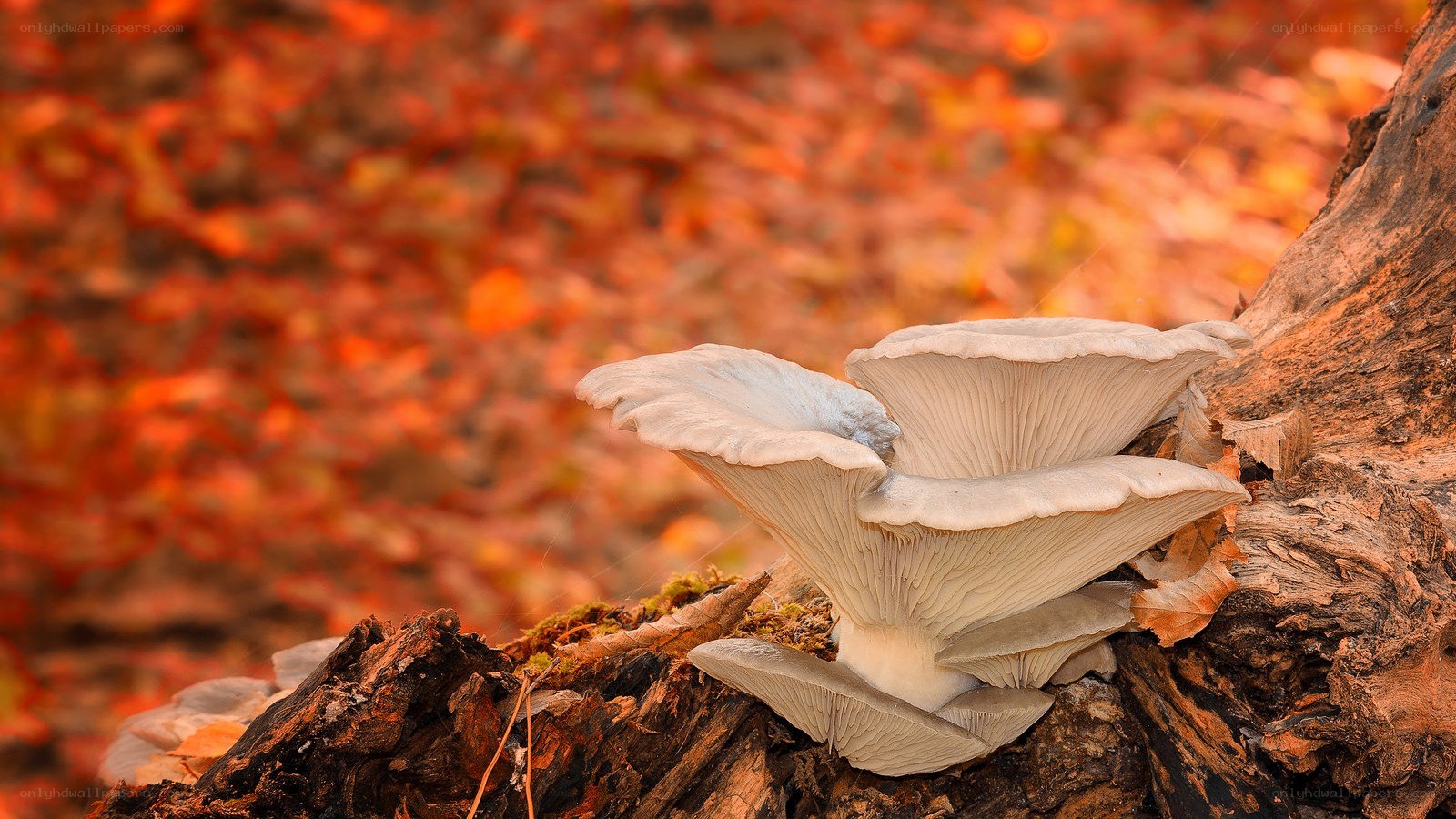 mushrooms on a tree stump