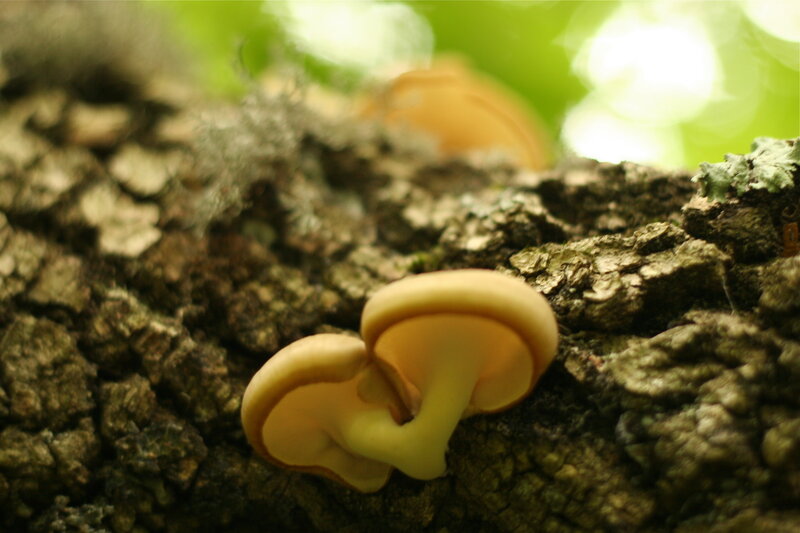 mushrooms on a tree trunk