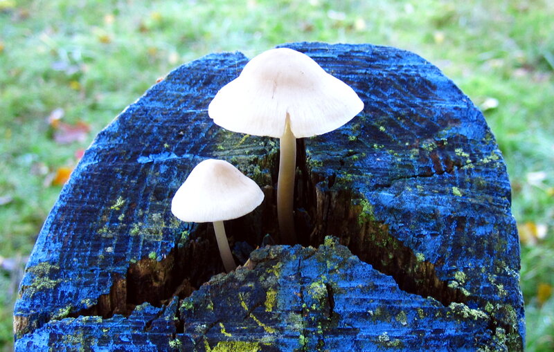 Mushrooms on Blue Log
