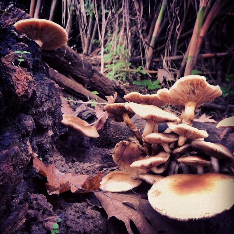 Mushrooms on Decaying Log — Brown, Natural, Autumn, Photograph, Leaves, Plants
