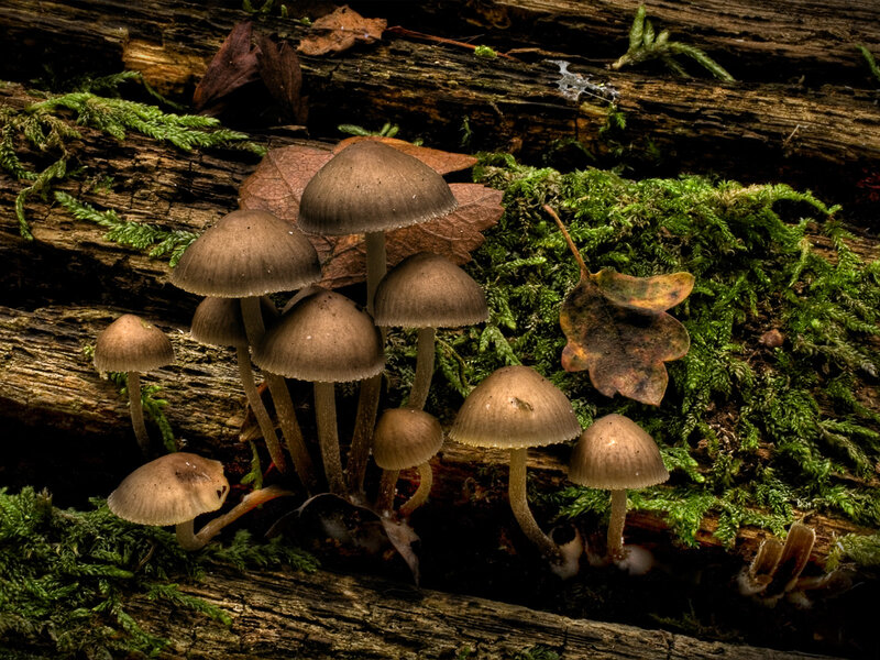Mushrooms on Decaying Log — Brown, Natural, Autumn, Photograph, Moss, Leaves