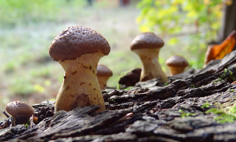 Mushrooms on Decaying Log — Brown, Natural, Autumn, Photograph