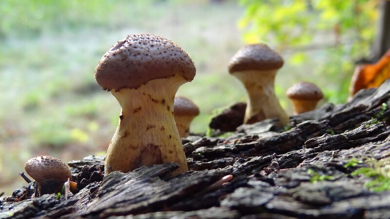 Mushrooms on Decaying Log — Brown, Natural, Autumn