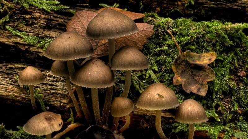 Mushrooms on Decaying Log — Brown, Natural