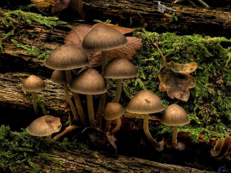 Mushrooms on Decaying Log — Brown