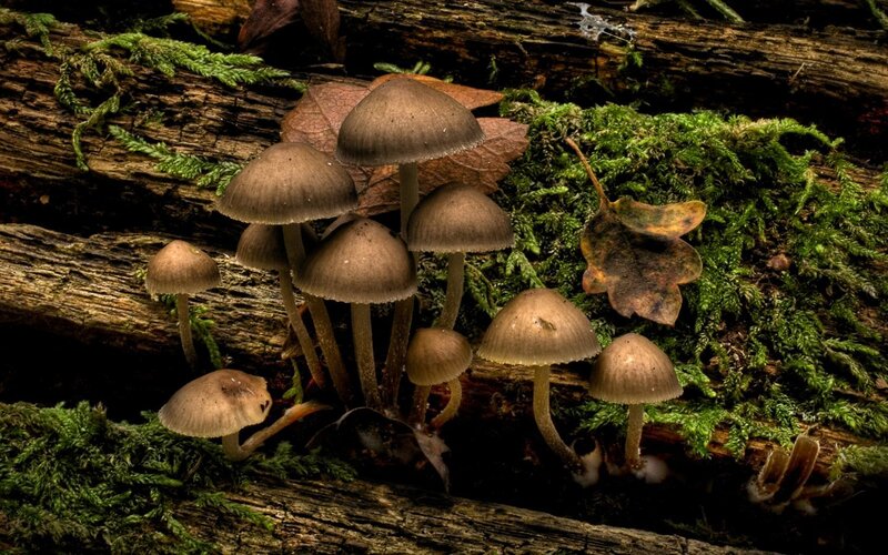 Mushrooms on Decaying Log