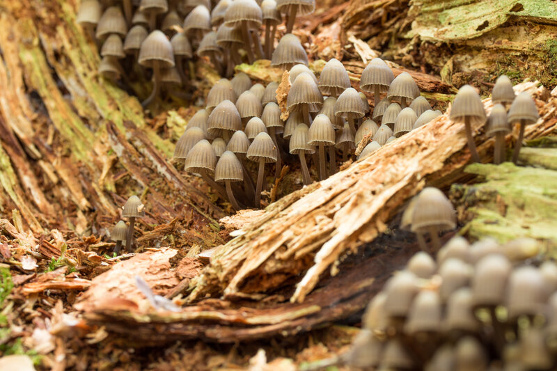 Mushrooms on Decaying Wood — Brown