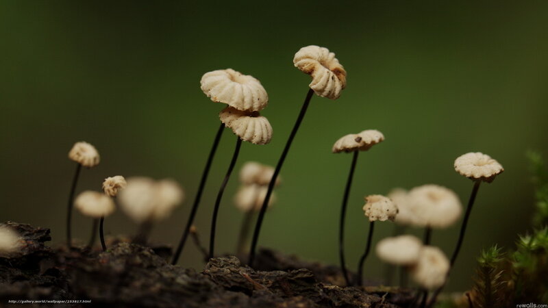 Mushrooms on decaying wood