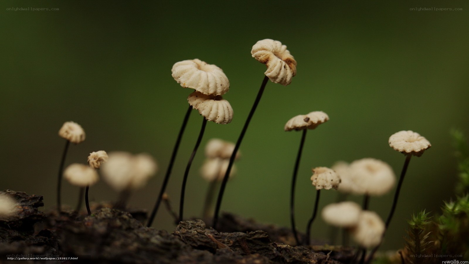 Mushrooms on decaying wood