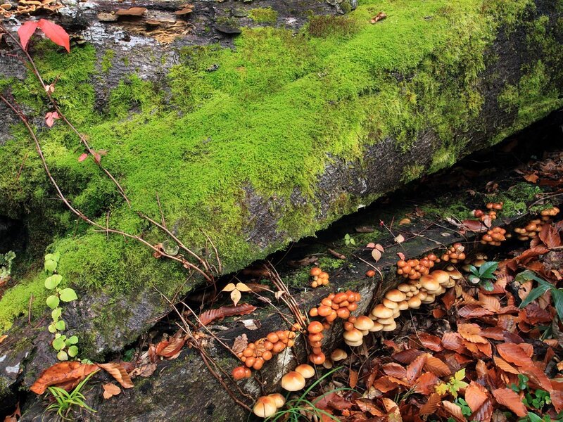 Mushrooms on Fallen Log