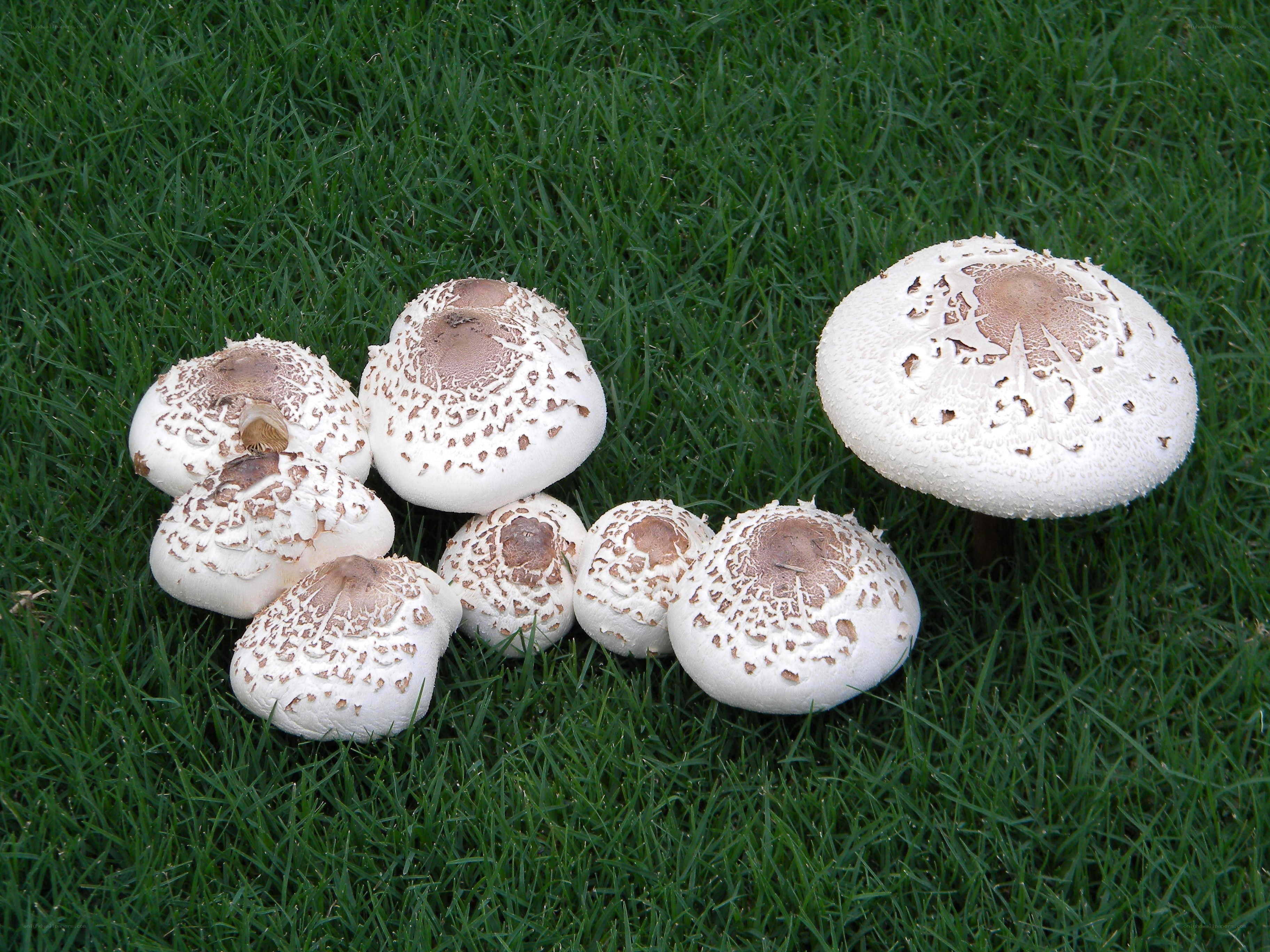 mushrooms on green grass