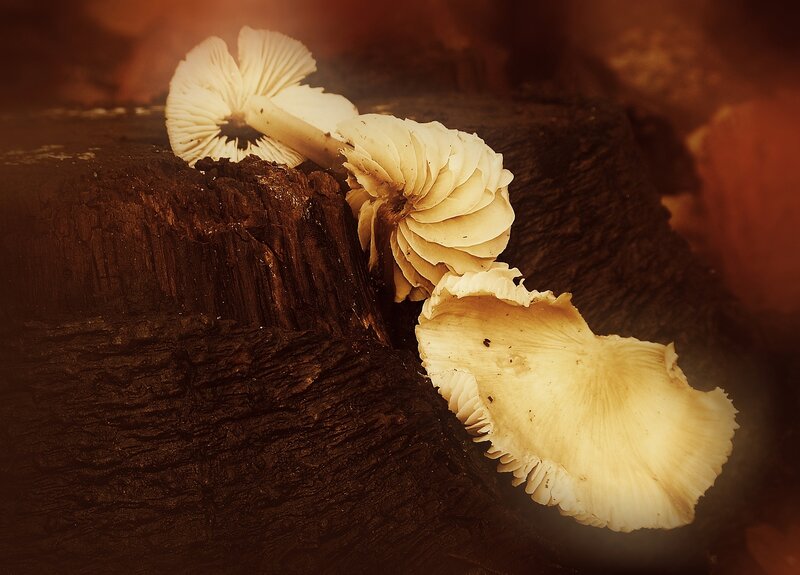 Mushrooms on Log — Brown, Dramatic