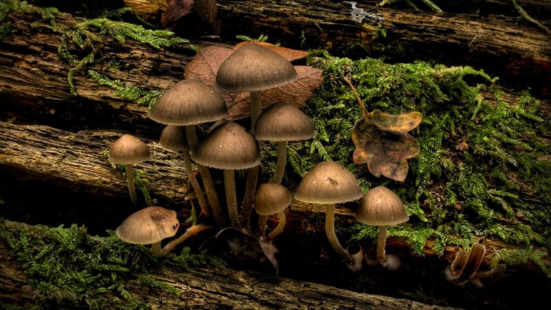 Mushrooms on Log — Brown, Natural
