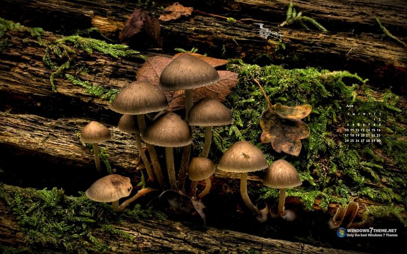 Mushrooms on Log