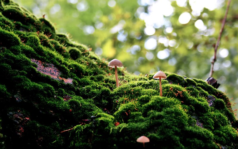 Mushrooms on Moss — Green, Serene, Afternoon