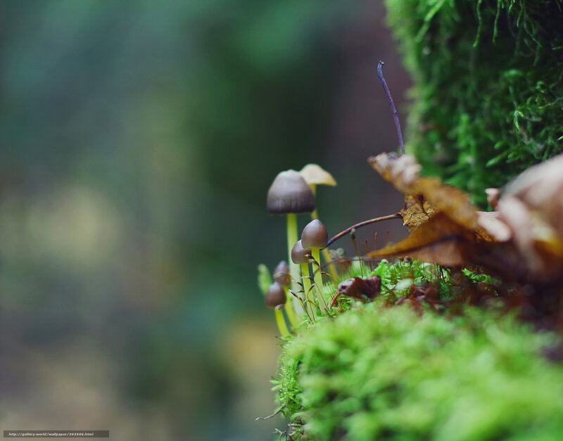 Mushrooms on Moss — Green, Serene, Autumn