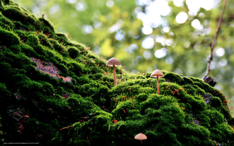 Mushrooms on Moss — Green, Serene, Morning