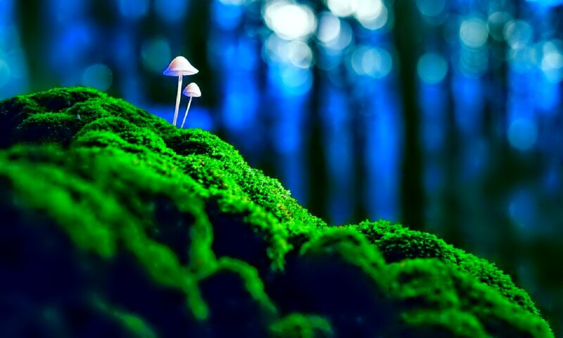 Mushrooms on Moss — Green, Serene, Night