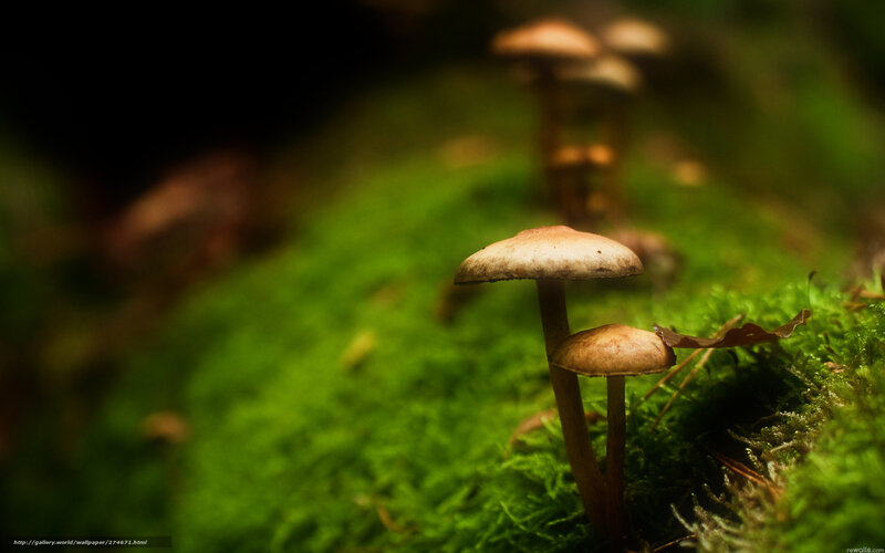 Mushrooms on Moss — Green, Serene, Photograph