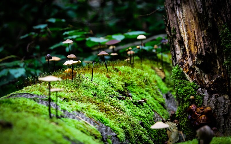 Mushrooms on Moss — Green, Serene, Photograph, Tree Trunk