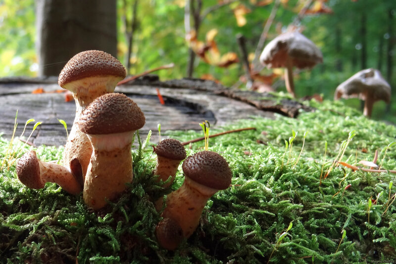 Mushrooms on Moss — Green, Serene
