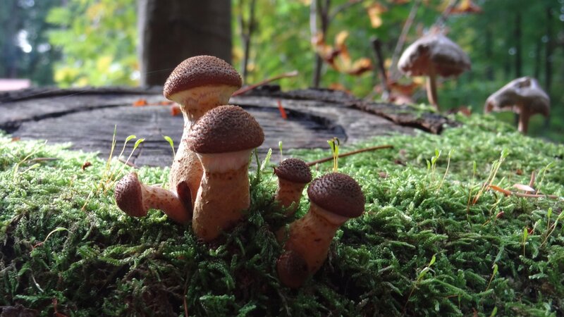 Mushrooms on Moss — Green