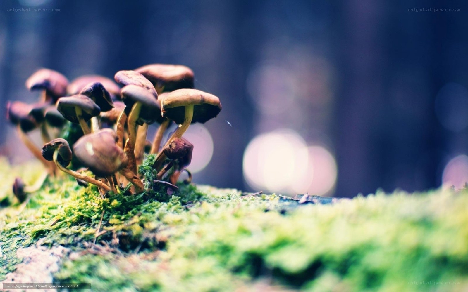 mushrooms on moss in forest