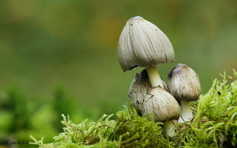 Mushrooms on Moss