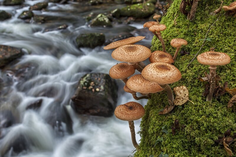 Mushrooms on Mossy Bank