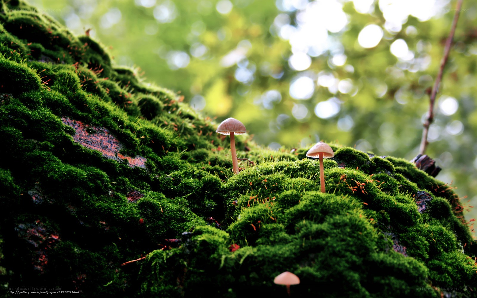 Mushrooms on mossy log