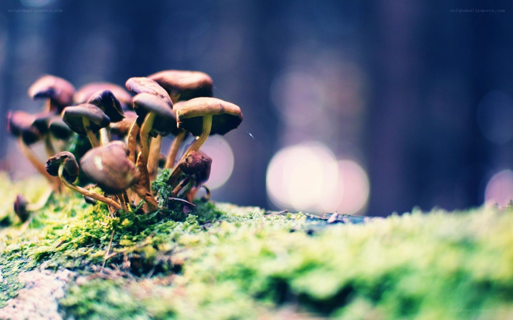 Mushrooms on mossy log